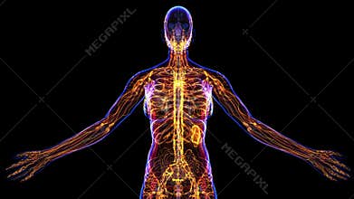 Female Lymphatic System