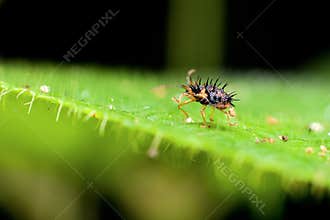 Macro photography showing a horn body bug
