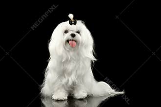 Smiling White Maltese Dog Sitting, Looking in Camera Black isolated