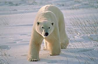 Polar bear