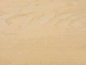 Maple tree wood