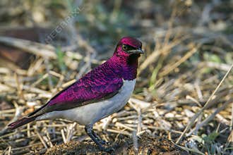 Violet-backed starling in Kruger National park, South Africa