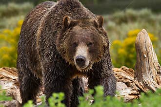 Grizzly Bear in Yellowstone National Park