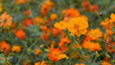 Selective focused Yellow cosmos flower