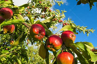 Red apple fruits on the tree