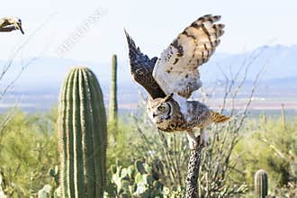 Great horned taking off