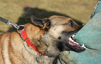 Training of a police dog