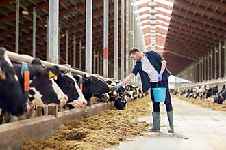 Man feeding cows with hay in cowshed on dairy farm