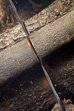 Detail Chainsaw Slicing Carob Wood