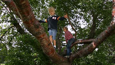 Boys climbing on a tree