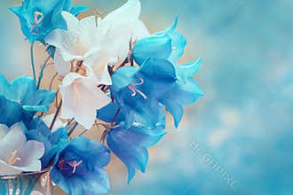 Harebell flowers