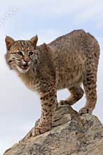 Bobcat vertical portrait
