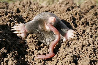 Hungry mole