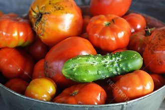 Tomatoes and Cucumber