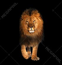 Lion walking isolated on black king of animals