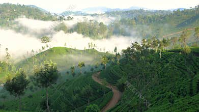Misty early morning, Tea Estate worker, Central Highlands