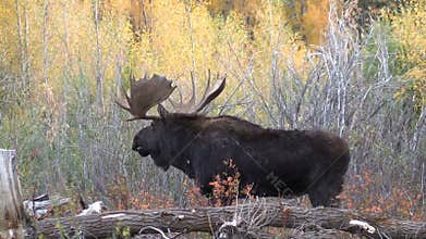 Big Bull Moose in Fall