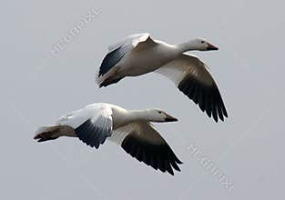 Snow Geese in Flight