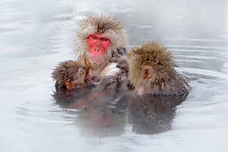 Monkey Japanese macaque, Macaca fuscata, family with baby in the water. Red face portrait in the cold water with fog. Two animal