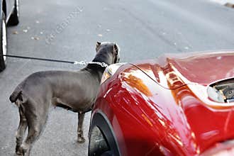 dog road car danger accident