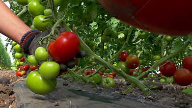Picking organically-grown tomatoes