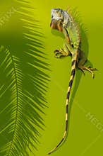 Iguana