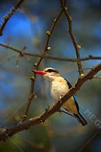 Kingfisher in the green habitat. Brown-hooded Kingfisher, Halcyon albiventris, in Chobe National Park, Botswana. Wildlife scene wi
