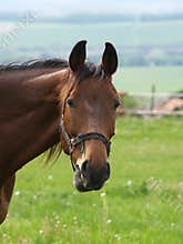 HORSE