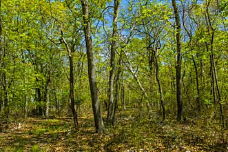Trees in woods, East Hampton, New York