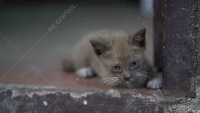 Portrait of beautiful kitty with blue eyes