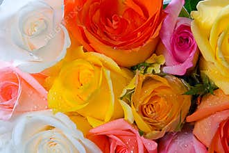 Roses