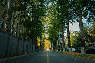 Fall road in college 3