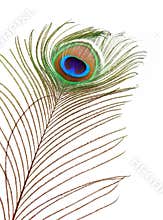 Peacock feather