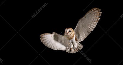 Barn Owl, tyto alba, Adult in flight, Normandy,