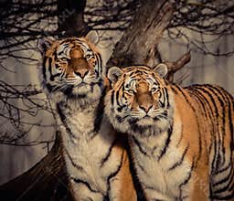 Pair of adult Siberian Amur tigers portrait