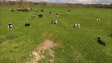 Aerial view. Cows and oxens. Ireland