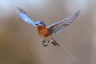 Eastern Bluebird Sialia sialis In Flight