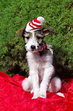 Christmass dog
