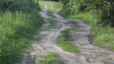Dirt road through birch forest