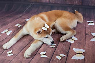 Akita Dog Sleeping On Wooden Floor