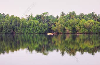 River mangrove, Sri Lanka