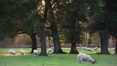 Flock of sheep or lambs grazing on grass in English countryside field between trees, England