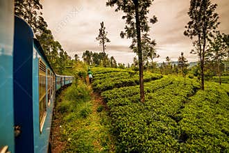 Sri Lanka: famous Ceylon highland tea fields