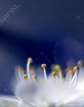 Cherry blossom detail