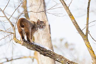 Bobcat on edge of branch
