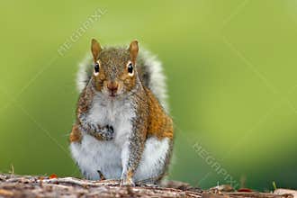 Funny image from wild nature. Gray Squirrel, Sciurus carolinensis, cute animal in the forest ground, Florida, USA. Squirrel sittin
