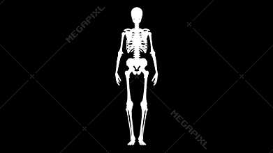 Human skeleton