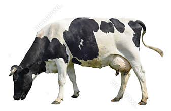 Funny cute cow isolated on white. Talking black and white cow. Funny curious cow. Farm animals.