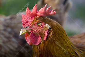 Chicken
