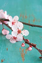 Cherry blossom flowers